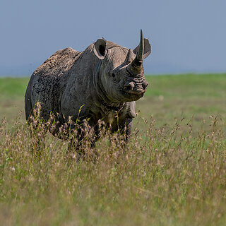 Solio - Black rhino